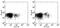 Interleukin 7 Receptor antibody, 56-1271-80, Invitrogen Antibodies, Flow Cytometry image 
