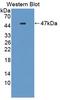 Interleukin-25 antibody, LS-C294896, Lifespan Biosciences, Western Blot image 