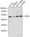 Nociceptin receptor antibody, A06228-1, Boster Biological Technology, Western Blot image 