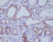 Angiotensin I Converting Enzyme 2 antibody, M00756, Boster Biological Technology, Immunohistochemistry paraffin image 