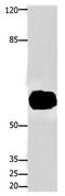 Forkhead Box J3 antibody, PA5-49718, Invitrogen Antibodies, Western Blot image 