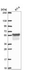 WEE1hu antibody, NBP2-56925, Novus Biologicals, Western Blot image 