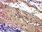 Zinc finger protein 828 antibody, orb1501, Biorbyt, Immunohistochemistry paraffin image 