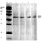 Acid Sensing Ion Channel Subunit 1 antibody, 11573, QED Bioscience, Western Blot image 