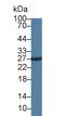 Insulin antibody, LS-C294634, Lifespan Biosciences, Western Blot image 