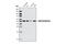 RB Binding Protein 4, Chromatin Remodeling Factor antibody, 4633S, Cell Signaling Technology, Western Blot image 