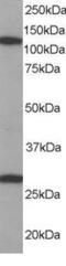 Importin 7 antibody, PA5-18078, Invitrogen Antibodies, Western Blot image 