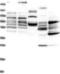 Hyaluronan And Proteoglycan Link Protein 3 antibody, NBP1-83945, Novus Biologicals, Western Blot image 