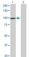 SRSF Protein Kinase 1 antibody, H00006732-M11, Novus Biologicals, Western Blot image 
