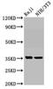 Nectin Cell Adhesion Molecule 4 antibody, LS-C680939, Lifespan Biosciences, Western Blot image 
