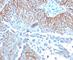 Tripartite Motif Containing 29 antibody, V7087IHC-7ML, NSJ Bioreagents, Immunohistochemistry frozen image 