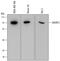 SMAD Specific E3 Ubiquitin Protein Ligase 2 antibody, MAB6916, R&D Systems, Western Blot image 