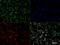IKAROS Family Zinc Finger 3 antibody, NBP2-24495, Novus Biologicals, Immunocytochemistry image 