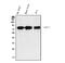 CREB Regulated Transcription Coactivator 1 antibody, A01951-2, Boster Biological Technology, Western Blot image 