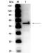 Aldehyde dehydrogenase [NAD(P)+] 1 antibody, orb344871, Biorbyt, Western Blot image 