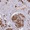 NLR family CARD domain-containing protein 4 antibody, NBP2-13660, Novus Biologicals, Immunohistochemistry frozen image 