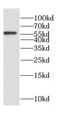 Coronin 1C antibody, FNab01883, FineTest, Western Blot image 