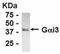 G Protein Subunit Alpha I3 antibody, NB120-14246, Novus Biologicals, Western Blot image 