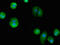 BAG family molecular chaperone regulator 4 antibody, CSB-PA002532LA01HU, Cusabio, Immunofluorescence image 
