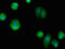 BCL2 Associated Athanogene 4 antibody, CSB-PA002532LA01HU, Cusabio, Immunofluorescence image 