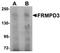 FERM And PDZ Domain Containing 3 antibody, orb75299, Biorbyt, Western Blot image 