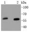 SRY-Box 10 antibody, NBP2-67724, Novus Biologicals, Western Blot image 