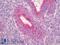 Ring Finger Protein 144A antibody, LS-B6854, Lifespan Biosciences, Immunohistochemistry paraffin image 