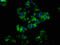 NADPH Oxidase 1 antibody, LS-C673414, Lifespan Biosciences, Immunofluorescence image 