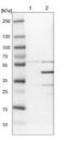 Mitogen-Activated Protein Kinase 13 antibody, NBP1-87373, Novus Biologicals, Western Blot image 