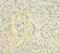 Zinc Finger Protein 114 antibody, LS-C318333, Lifespan Biosciences, Immunohistochemistry paraffin image 