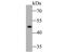 Ectonucleoside Triphosphate Diphosphohydrolase 5 (Inactive) antibody, NBP2-80454, Novus Biologicals, Western Blot image 