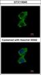 Zinc Finger Protein 598 antibody, GTX119245, GeneTex, Immunocytochemistry image 