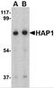Huntingtin-associated protein 1 antibody, 4205, ProSci Inc, Western Blot image 