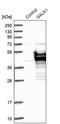 Galactokinase 1 antibody, PA5-53525, Invitrogen Antibodies, Western Blot image 