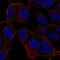 Myosin XVI antibody, PA5-66205, Invitrogen Antibodies, Immunofluorescence image 