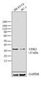 Cyclin Dependent Kinase 5 antibody, LF-MA0116, Invitrogen Antibodies, Western Blot image 