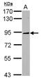 Kinesin Family Member 2C antibody, NBP2-17054, Novus Biologicals, Western Blot image 