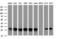 BCL10 Immune Signaling Adaptor antibody, LS-C175377, Lifespan Biosciences, Western Blot image 