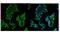 Regulator Of Chromosome Condensation 1 antibody, A02719-1, Boster Biological Technology, Immunohistochemistry frozen image 