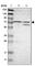 Eukaryotic Translation Initiation Factor 2 Alpha Kinase 4 antibody, HPA011811, Atlas Antibodies, Western Blot image 