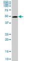 Tubulin Beta 2A Class IIa antibody, LS-B4554, Lifespan Biosciences, Western Blot image 