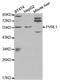 Nectin Cell Adhesion Molecule 1 antibody, STJ25240, St John