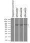 Fermitin Family Member 2 antibody, GTX84506, GeneTex, Immunoprecipitation image 