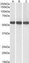 Glutamate Dehydrogenase 1 antibody, PA5-19267, Invitrogen Antibodies, Western Blot image 