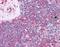 Leukocyte Specific Transcript 1 antibody, orb89765, Biorbyt, Immunohistochemistry paraffin image 