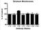 Adrenoceptor Alpha 2A antibody, ADI-905-748-100, Enzo Life Sciences, Enzyme Linked Immunosorbent Assay image 