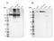 Filamin A antibody, NBP1-90283, Novus Biologicals, Western Blot image 