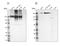 FLNA antibody, NBP1-90283, Novus Biologicals, Western Blot image 