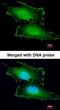 Penta-EF-Hand Domain Containing 1 antibody, orb69756, Biorbyt, Immunocytochemistry image 