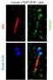 Nephrocystin 4 antibody, 13812-1-AP, Proteintech Group, Immunofluorescence image 